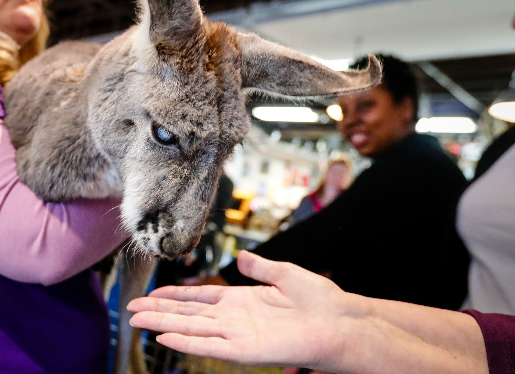 Rufus the Kangaroo
